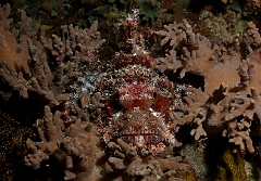 Raja Ampat 2016 - Scorpaenopsis oxycephala - Tasseled scorpionfish - Poisson scorpion a a houppes - IMG_5066_rc